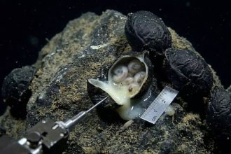 6,200 meters under the Pacific Ocean: Scientists open black ‘eggs’ and make a shocking discovery