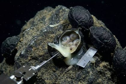 6,200 meters under the Pacific Ocean: Scientists open black ‘eggs’ and make a shocking discovery