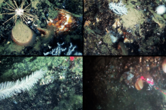 A Deep-Sea Expedition Reveals a Hidden Underwater World in a Deep Mediterranean Canyon, Untouched for Centuries