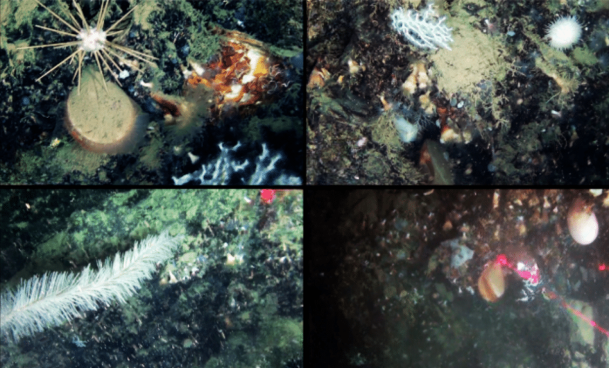 A Deep-Sea Expedition Reveals a Hidden Underwater World in a Deep Mediterranean Canyon, Untouched for Centuries