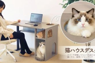 Desk for people who work at home with a cat