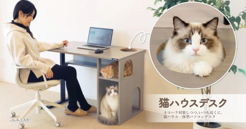Desk for people who work at home with a cat
