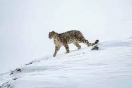 High-altitude unit spawned by Pahalgam attack, trained by AP’s Greyhounds