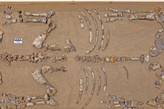 Rhino in the Arctic? A 23-million-year-old fossil at Haughton Crater stuns scientists—Turns out to be a...