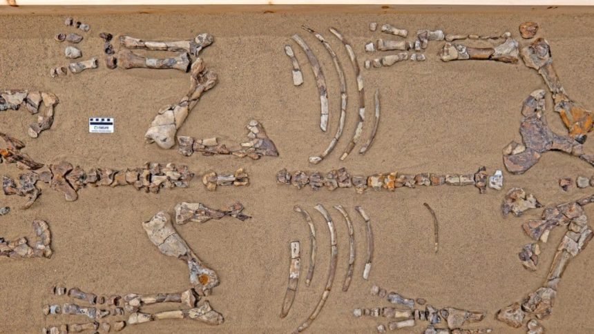 Rhino in the Arctic? A 23-million-year-old fossil at Haughton Crater stuns scientists—Turns out to be a...