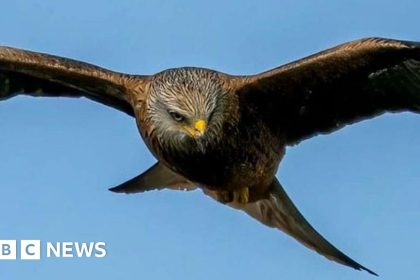 Weekly quiz: What sneaky snack was this bird of prey seen carrying?