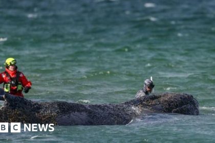 Whale swims for freedom after big German rescue effort on Baltic coast