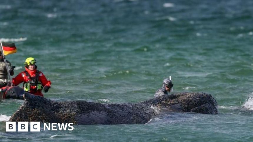 Whale swims for freedom after big German rescue effort on Baltic coast