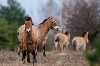 40 years since disaster, wildlife returns to Chernobyl