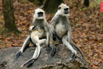 5 animals that ‘kidnap’ other animals’ babies and why it happens