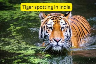 5 national parks in India where chances of spotting a tiger is between 70–90 percent; India’s most reliable safaris to se