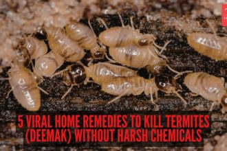 5 viral home remedies to kill termites (deemak) without harsh chemicals