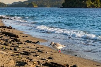 7,400 kilometres on tiny wings: How a 100-gram shorebird flew from Australia to Narcondam Island