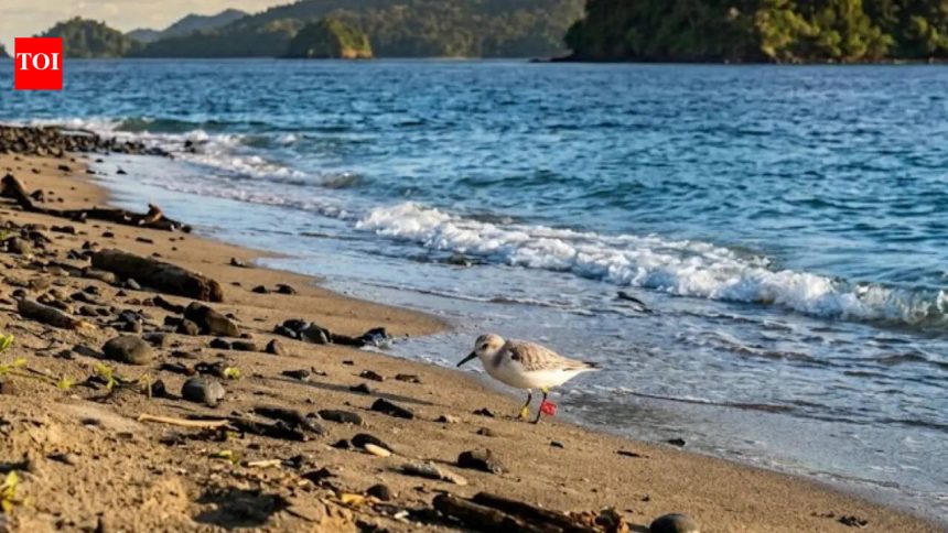 7,400 kilometres on tiny wings: How a 100-gram shorebird flew from Australia to Narcondam Island