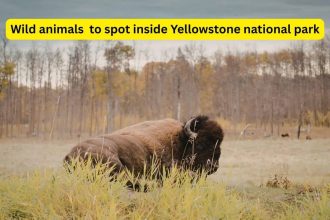 8 powerful wild animals you can spot in Yellowstone National Park (if you’re lucky)