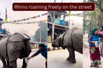 A massive rhino urinated on the street and what a woman did is something the Internet will never forget...