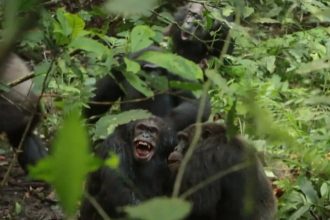 Battle for the Planet of the Apes: 200 chimpanzees locked in a 'civil war' in Uganda, reveals study