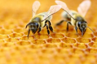 Bees can count up to...? New study reveals the big math skills of the tiny creatures