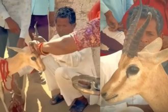 Bikaner family’s tearful goodbye to deer they raised for 18 months leaves internet emotional: Parenting lesson on love and