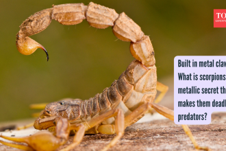 Built in metal claws: What is scorpions' metallic secret that makes them deadly predators?