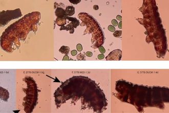 Can life survive on Mars? Scientists use 'water bears' to test red planet habitability