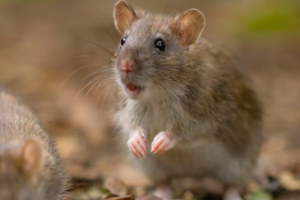 Can mice save astronauts on Mars? Scientists discover surprising fitness solution in space