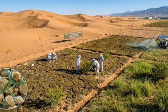 Chinese researchers turn desert sand into fertile soil in just 10 months using cyanobacteria