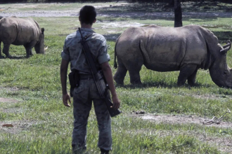 Colombia to kill 80 wild hippos once owned by Pablo Escobar: Why are the African giants being killed?