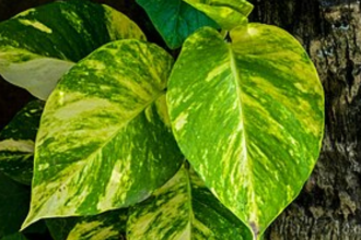 Do money plants really attract insects? The truth might surprise you