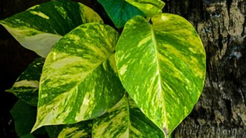Do money plants really attract insects? The truth might surprise you