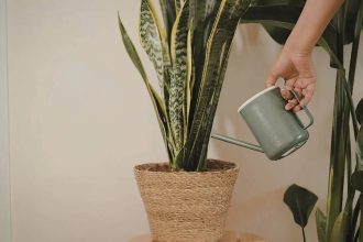 Do snake plants really attract snakes: Understanding the truth about their appearance and why they are linked to snakes
