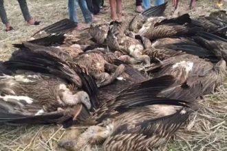 Dudhwa buffer zone staff collecting carcasses after death of 25 vultures
