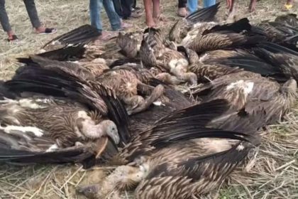 Dudhwa buffer zone staff collecting carcasses after death of 25 vultures