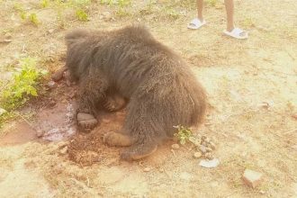 Farmer held on charge of poisoning sloth bear to death