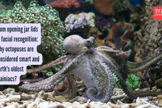 From opening jar lids to facial recognition: Why octopuses are considered smart and Earth's oldest brainiacs?