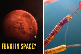 Fungi in space? Study finds surprising survival ability in Mars-like conditions