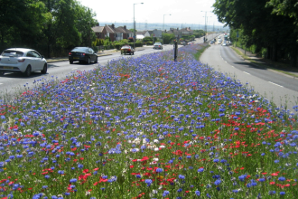 ‘Game changer’: England town stopped mowing 8 miles of grass and nature came back instantly while saving £25,000 a year