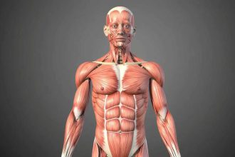 GK Fact of the Day: 5 largest muscles of the human body
