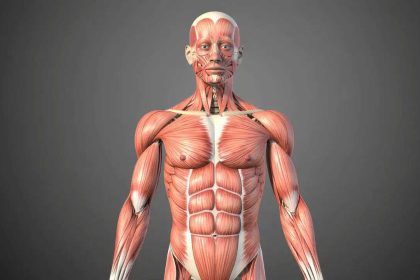 GK Fact of the Day: 5 largest muscles of the human body