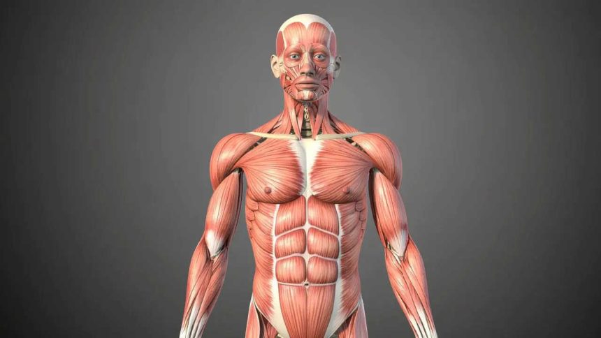 GK Fact of the Day: 5 largest muscles of the human body