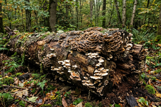 Hidden fungi are rotting trees from the inside and it could be a warning sign of climate change