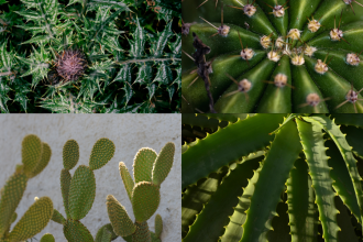 How plants got their thorns: A genetic mystery solved