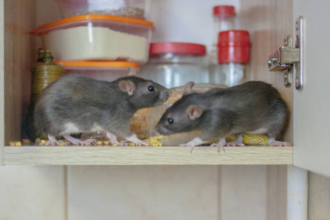 How to get rid of rats naturally without killing them: Safe home and garden solutions