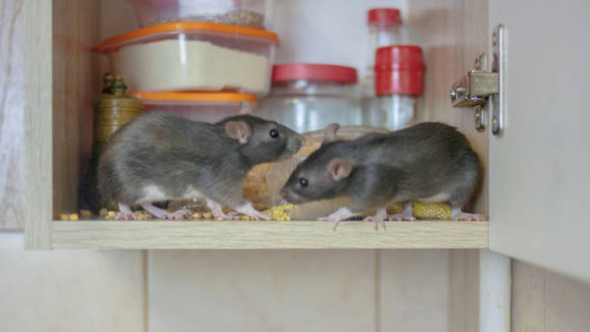 How to get rid of rats naturally without killing them: Safe home and garden solutions