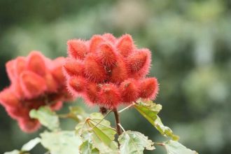 How to grow ‘sindoor’ plant at home for natural red colour and multiple benefits