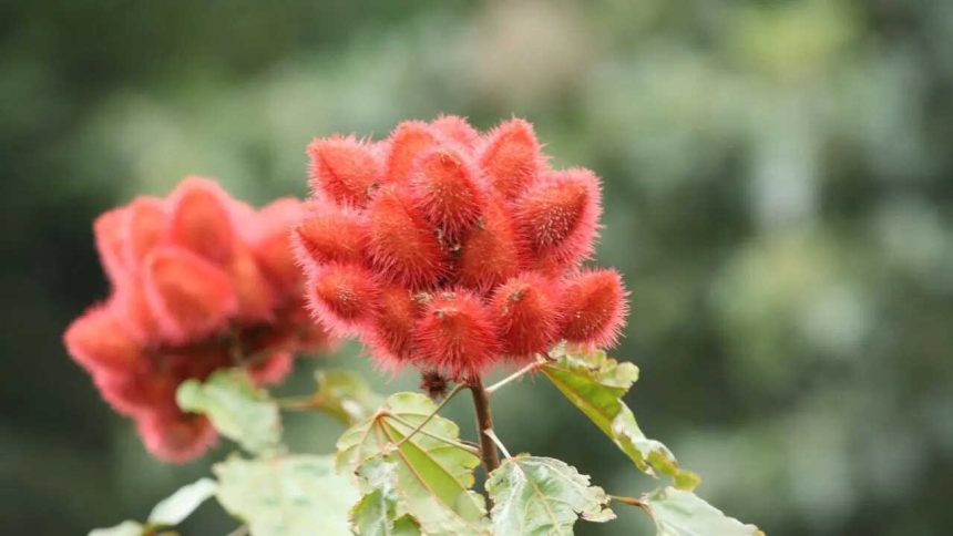 How to grow ‘sindoor’ plant at home for natural red colour and multiple benefits
