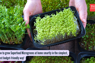 How to grow Superfood Microgreens at home smartly in the simplest, most budget-friendly way!