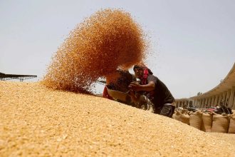 India's wheat outlook: Production stable despite challenges, says government