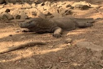 Indonesia police arrest six for Komodo dragon smuggling
