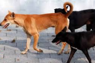 J&K: Dogs maul 8-year-old girl to death in Sopore